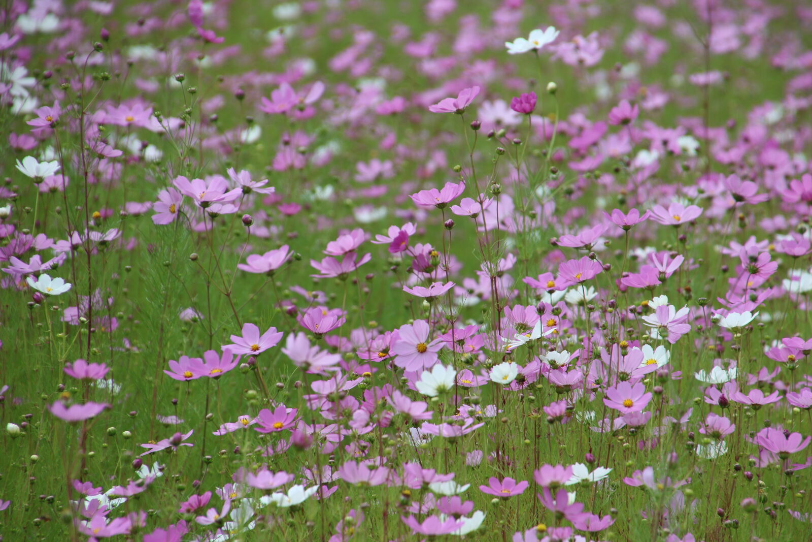 Canon EOS 7D Mark II sample photo. Background, field, field, of photography