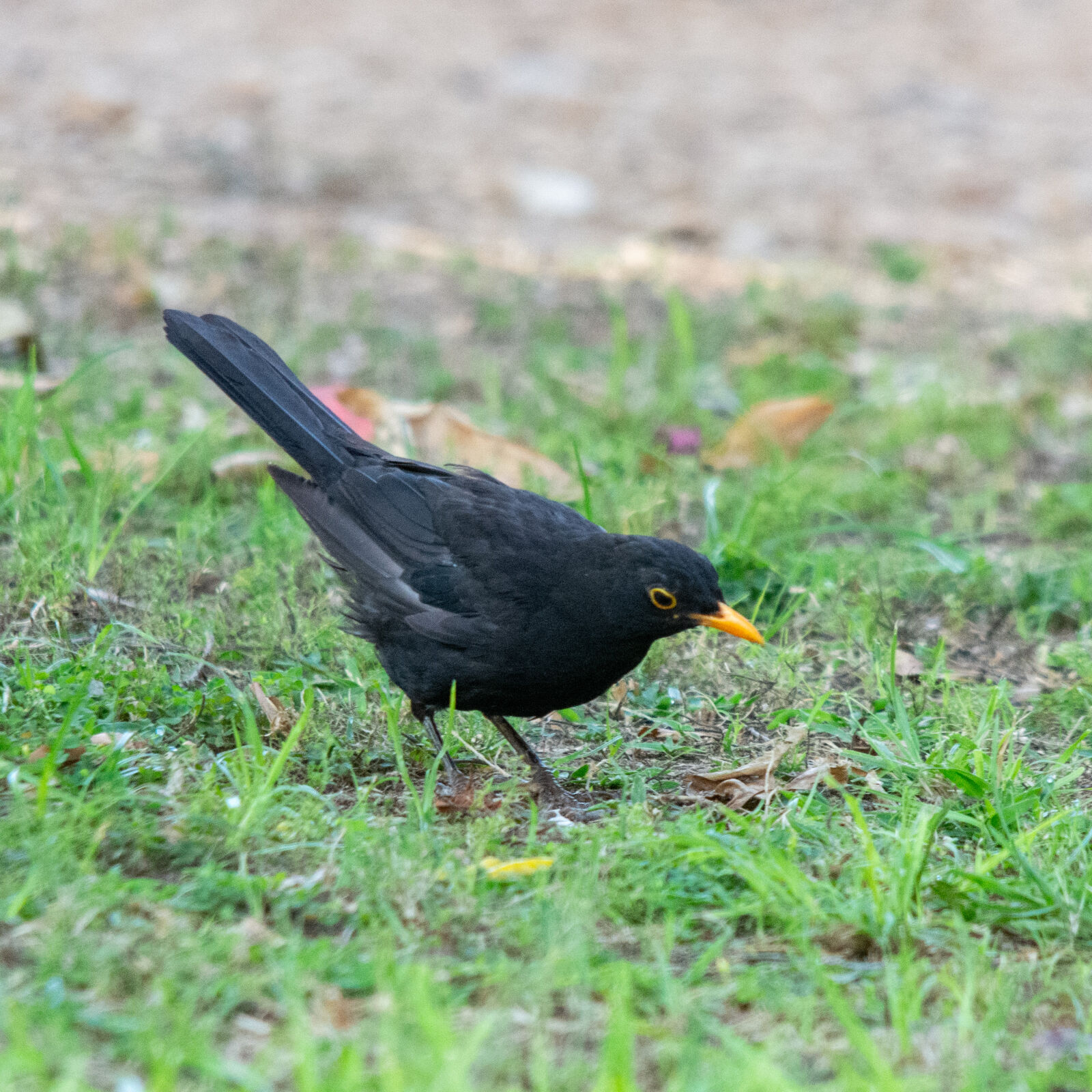 Nikon D7200 sample photo
