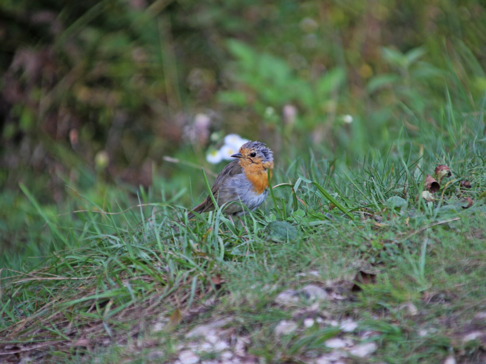 Canon EOS 600D (Rebel EOS T3i / EOS Kiss X5) sample photo. Robin, meadow, erithacus rubecula photography
