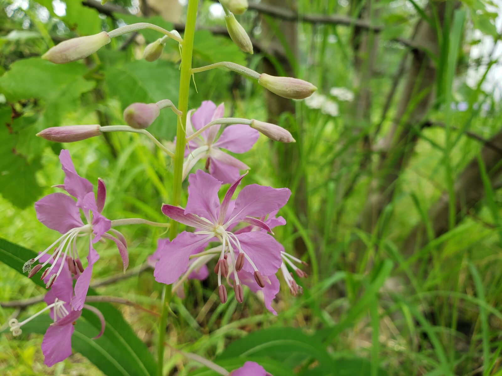 Samsung Galaxy S9 sample photo