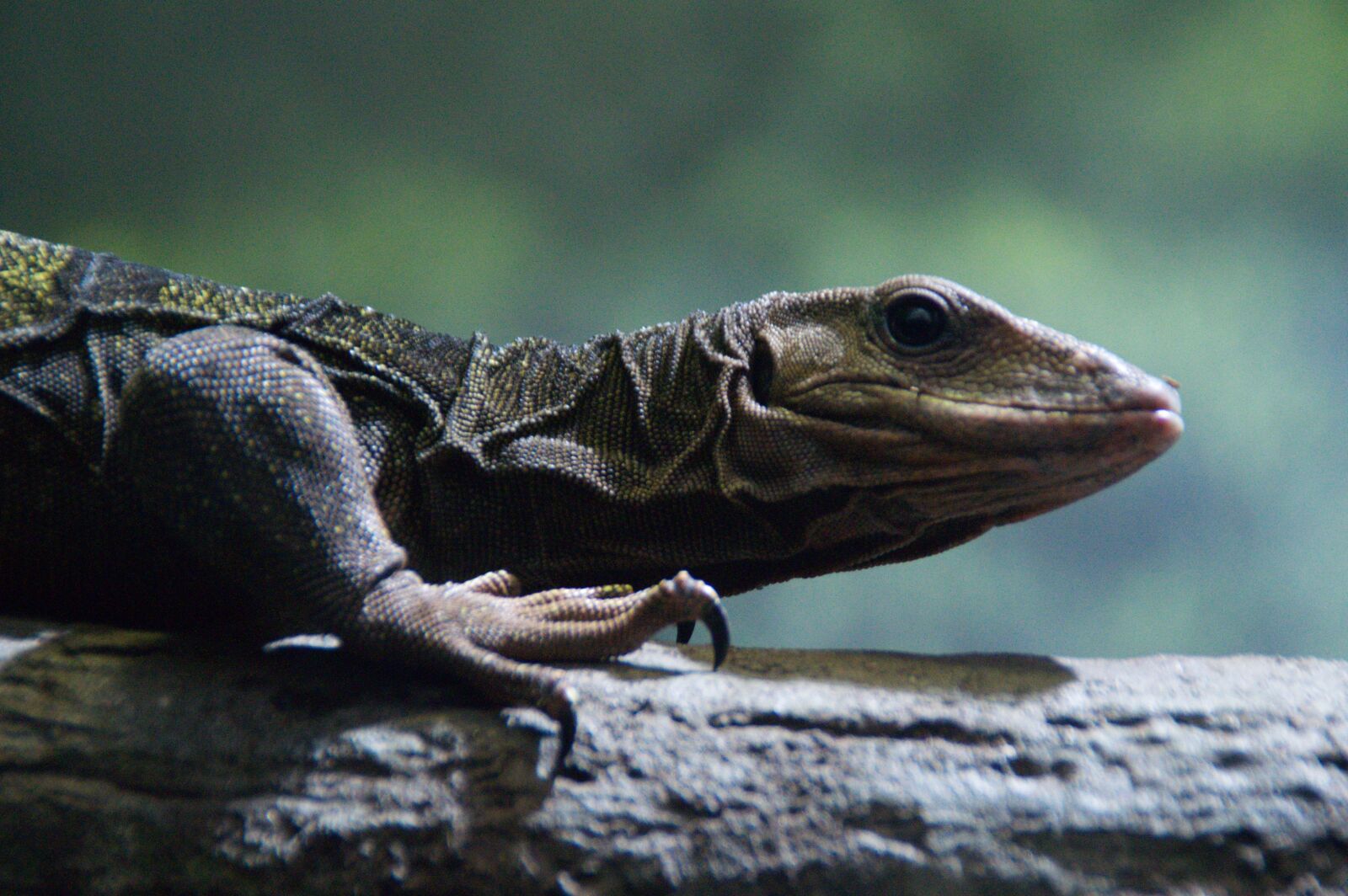 Nikon D3200 sample photo. Lizard, scales, reptile photography
