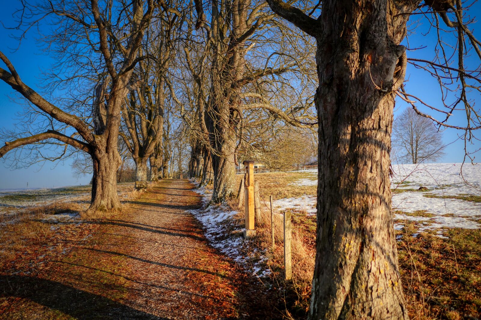 Panasonic Lumix DMC-GX8 sample photo. Away, winter, nature photography