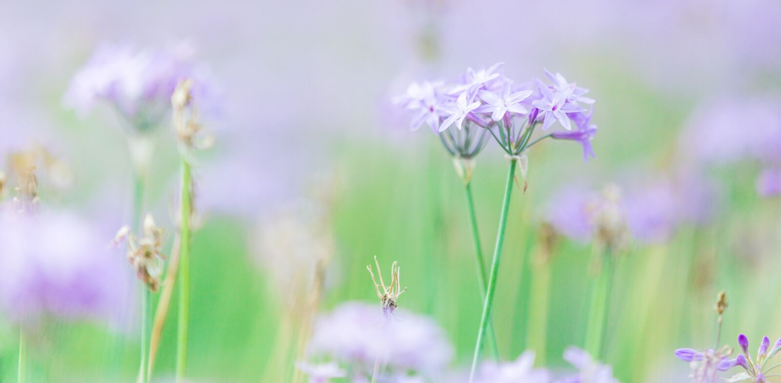 Canon EOS 6D sample photo. Nature, green, leaf photography