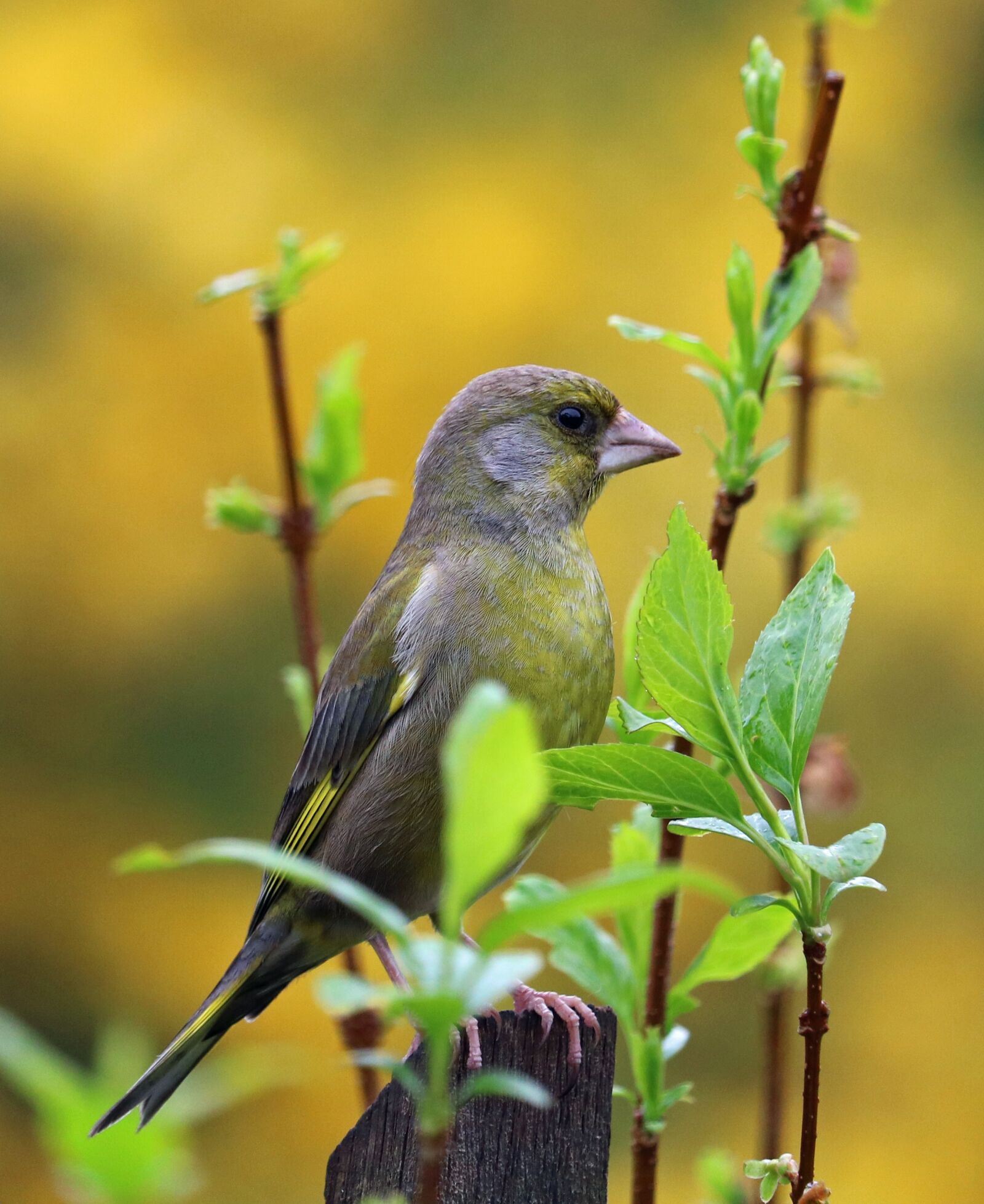 Canon EOS 750D (EOS Rebel T6i / EOS Kiss X8i) sample photo. Greenfinch, song bird, garden photography