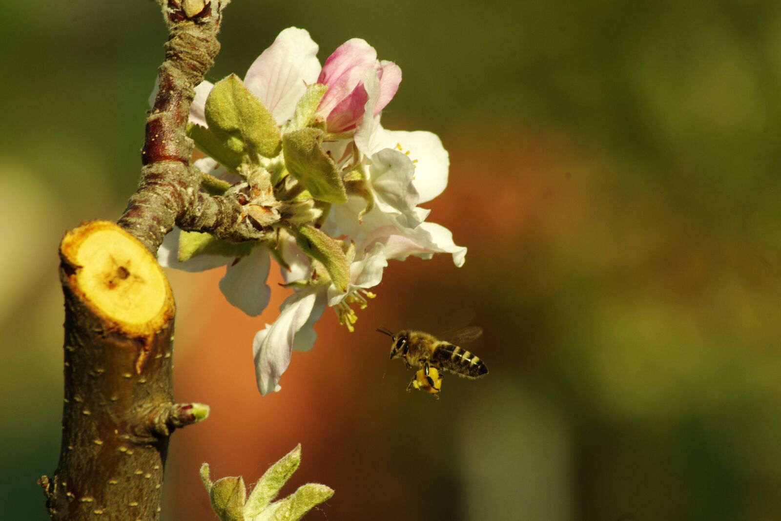 Pentax K-5 II sample photo. Bee, apple tree, spring photography