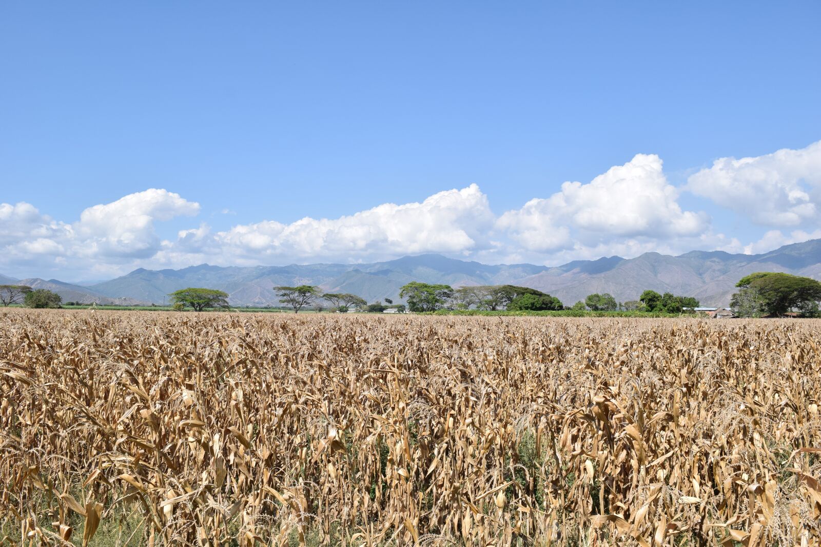 Nikon D5300 sample photo. Field, corn, cultivation photography
