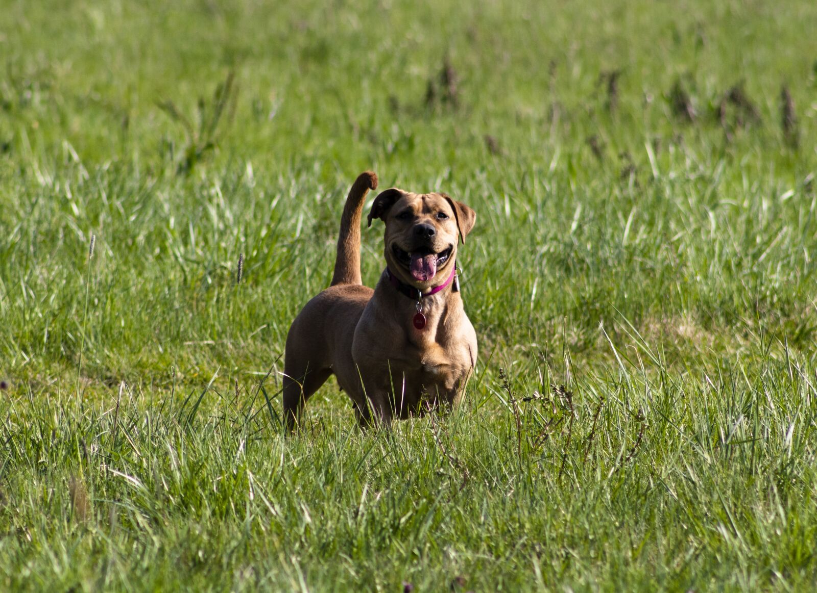 Canon EF75-300mm f/4-5.6 sample photo. Dog, pets, hairy photography