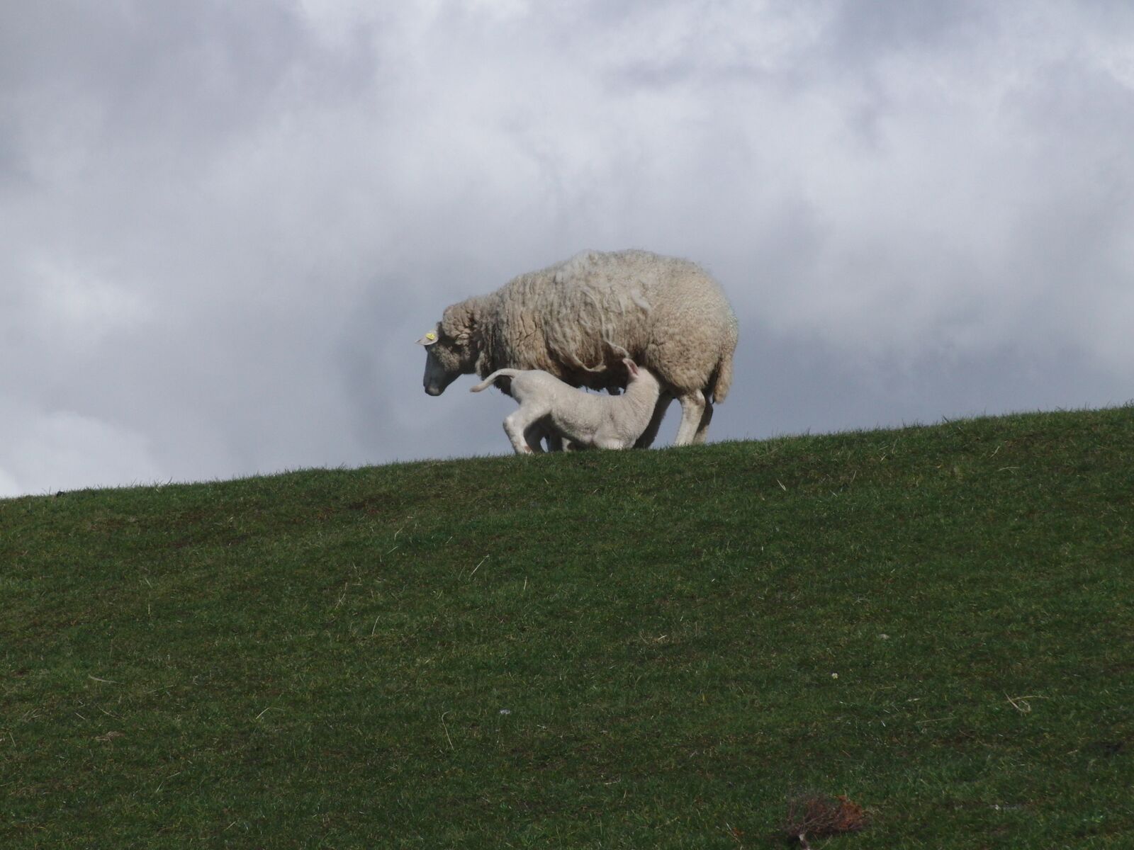 CASIO EX-FC100 sample photo. Sheep, lamb, suckle photography