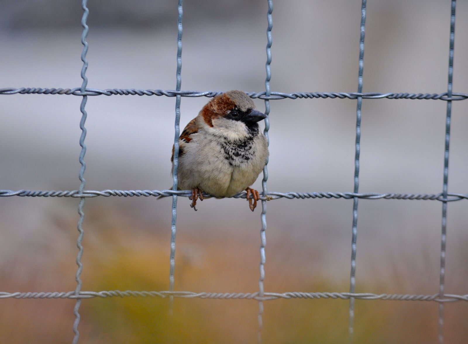Nikon D90 sample photo. House sparrow, passer domesticus photography