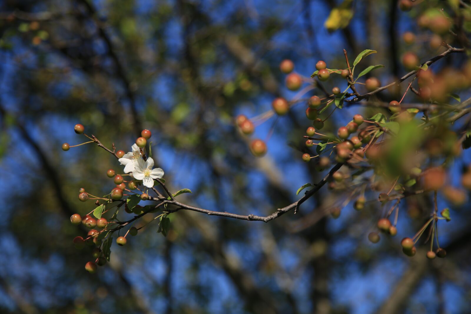 Canon EOS 6D + Canon EF 24-105mm F4L IS USM sample photo. Flowers, fruit, nature photography