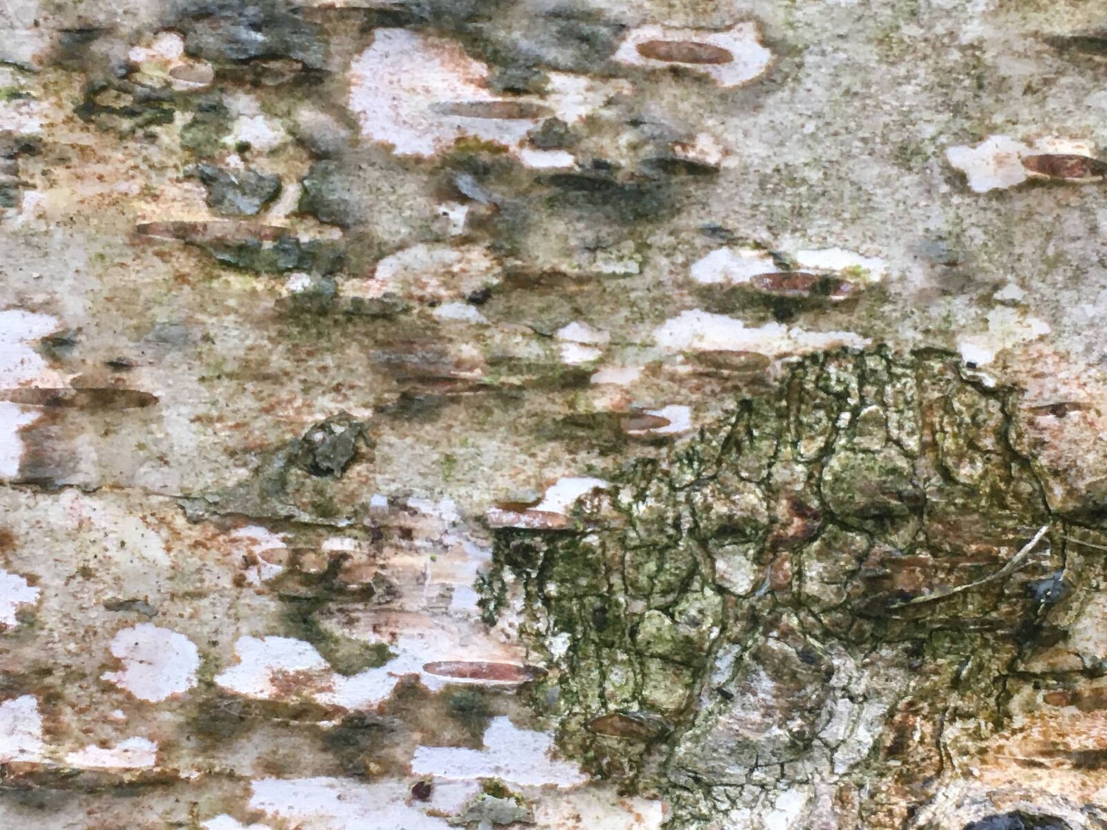 iPhone SE back camera 4.15mm f/2.2 sample photo. Bark, tree, nature photography