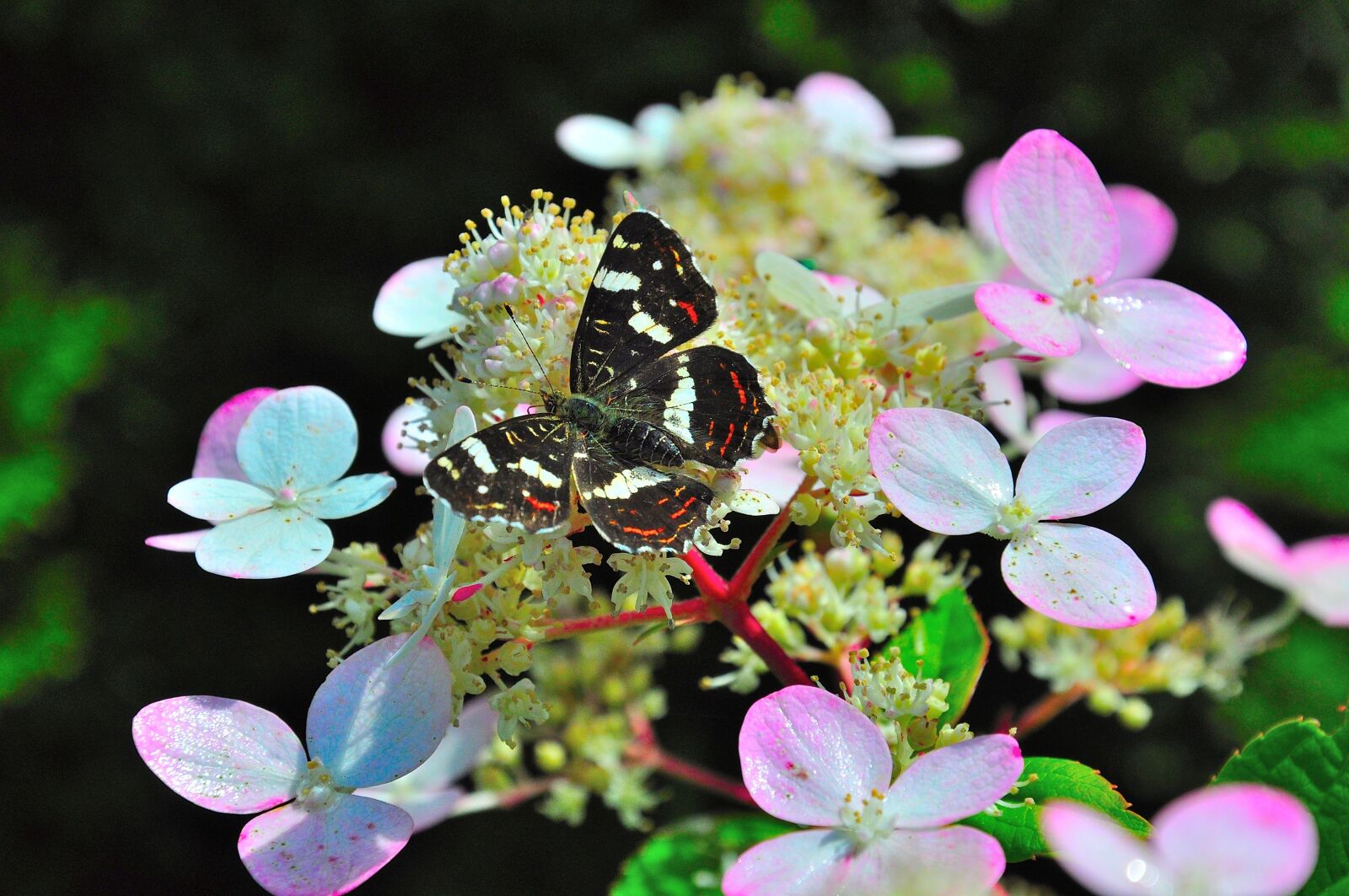 Nikon D5000 sample photo. Butterfly, blossom, bloom photography
