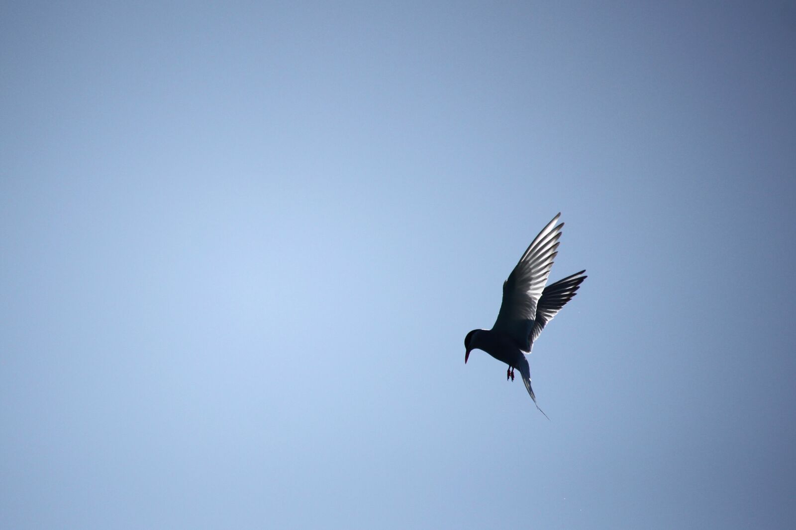 Canon EOS 500D (EOS Rebel T1i / EOS Kiss X3) sample photo. Common tern, bird, himmel photography