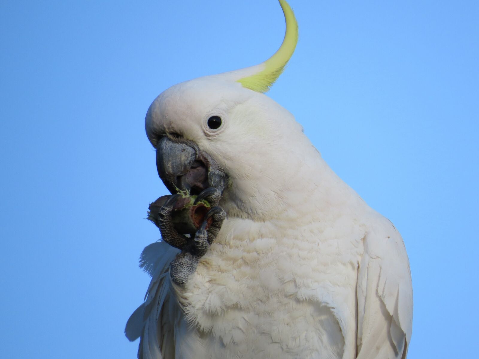 Canon PowerShot SX50 HS sample photo. Sulphur-crested cockatoos, cacatua galerita photography