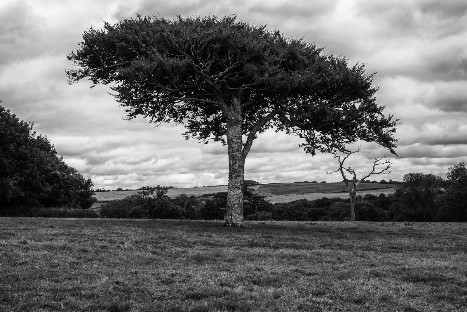 Nikon D750 sample photo. Tree, landscape, outdoors photography