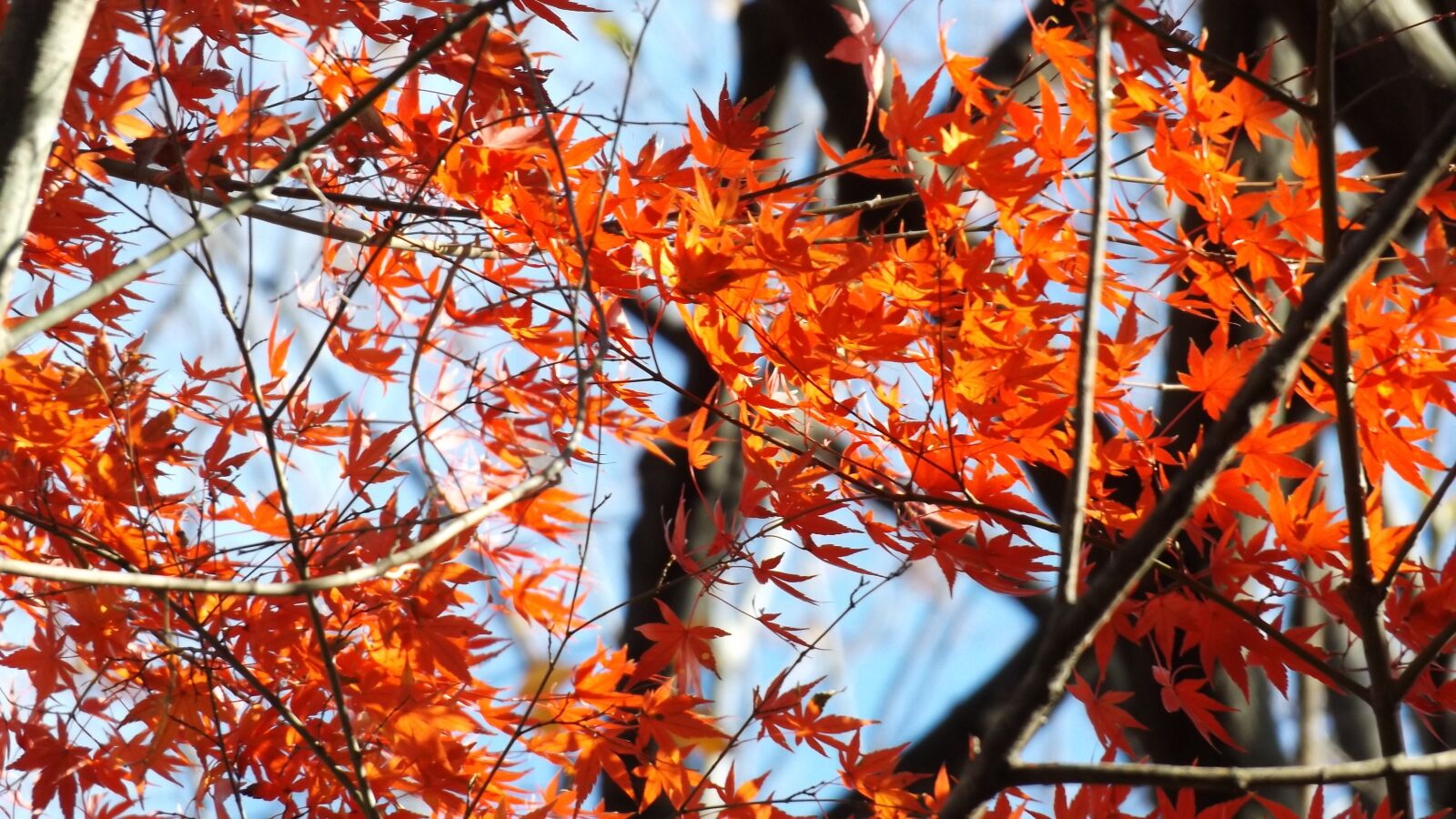 Fujifilm FinePix S8600 sample photo. Autumn, leaf, season photography