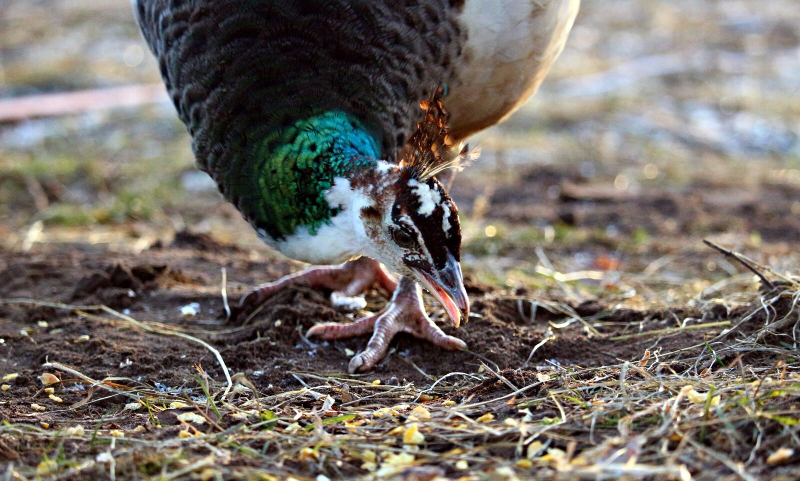 Canon EOS 100D (EOS Rebel SL1 / EOS Kiss X7) sample photo. Peacock, bird, animal photography