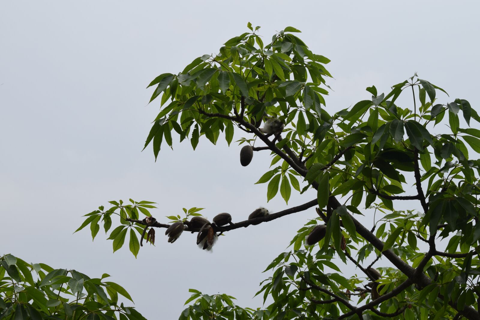 Nikon D5300 sample photo. Tree leaf, animal food photography