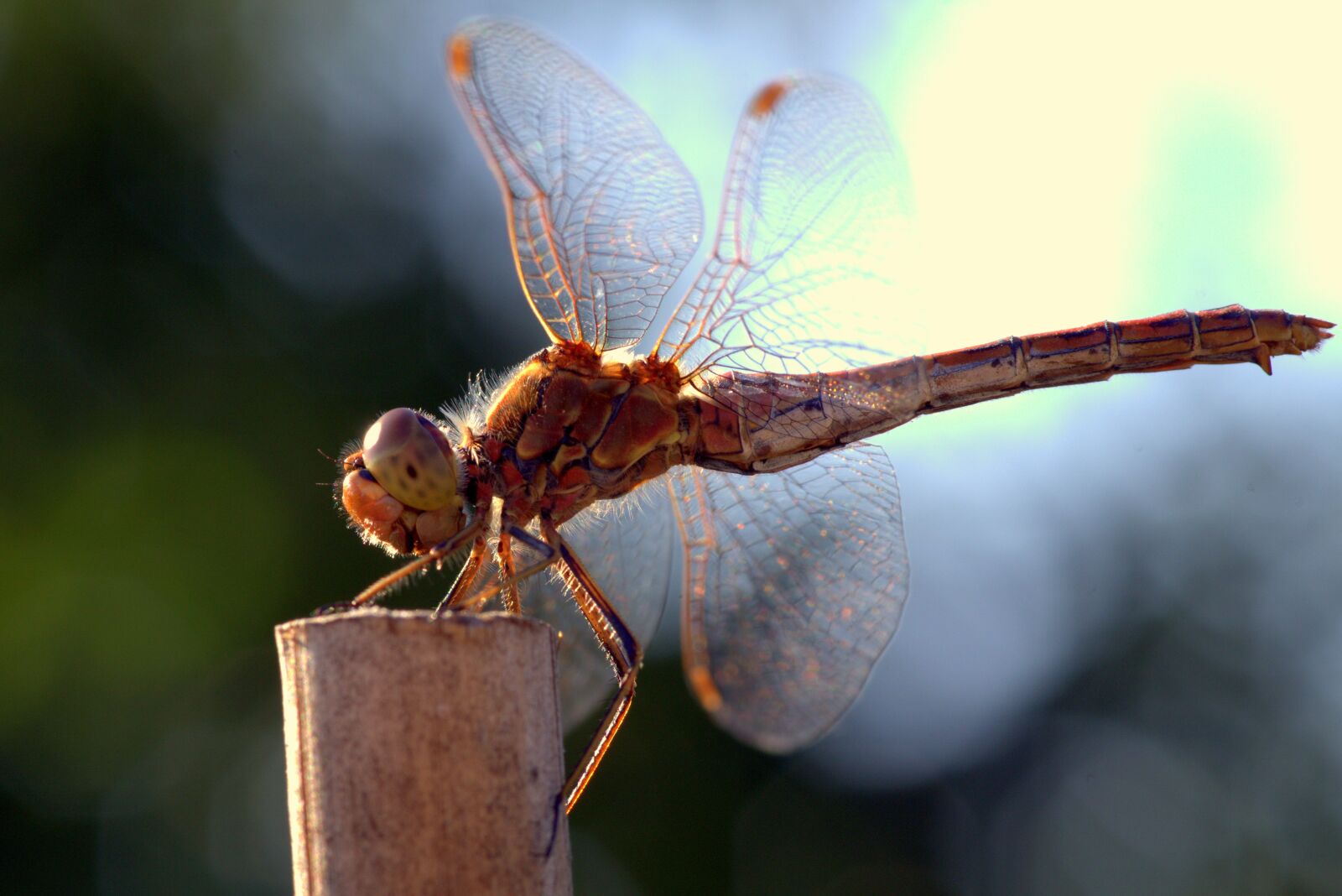 Pentax K-S2 sample photo. Ważka, insect, eyes photography