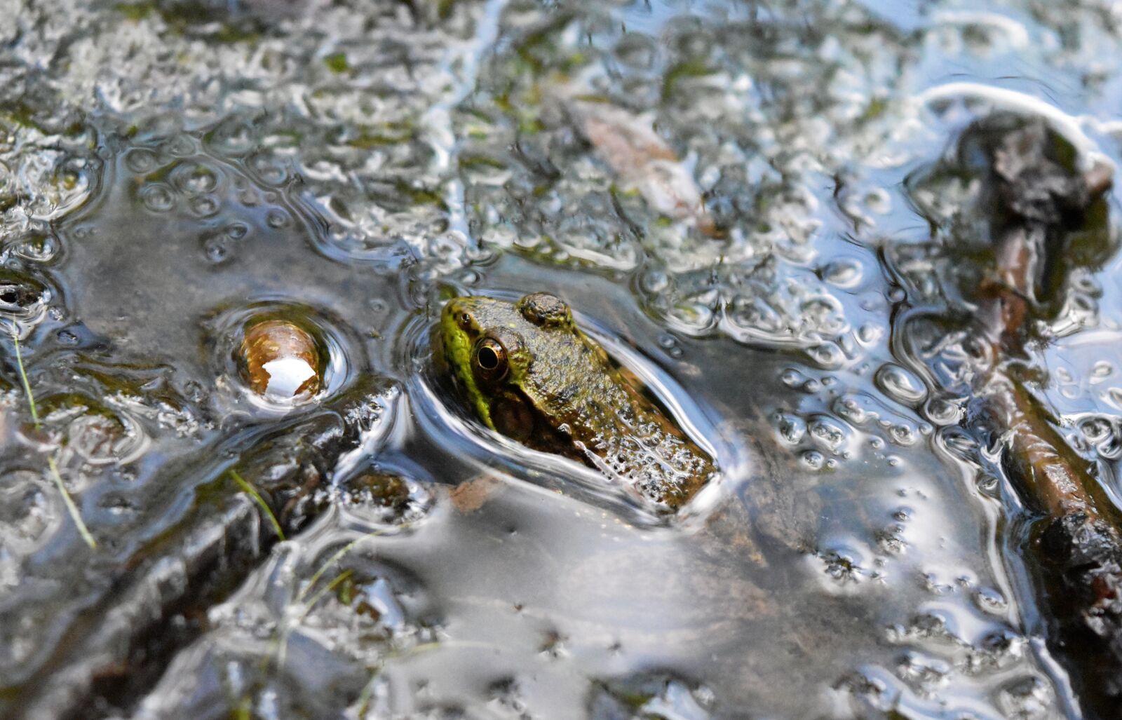 Nikon D5500 sample photo. Frog, pond, mud photography