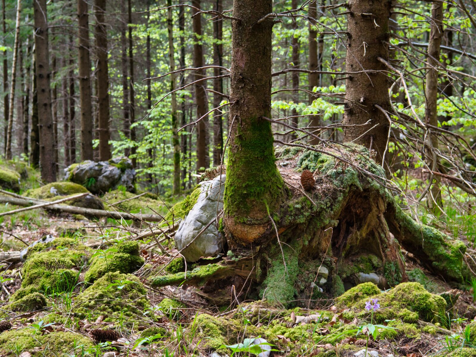 Nikon D7500 sample photo. Growth, forest, firs photography