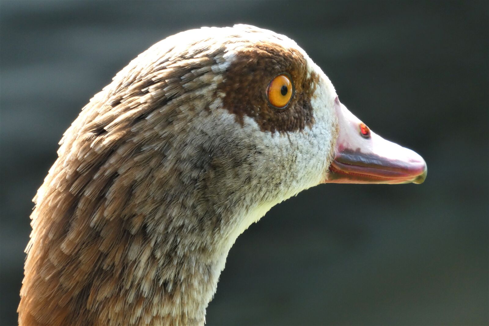 Panasonic Lumix DC-ZS70 (Lumix DC-TZ90) sample photo. Nile goose, bird, nature photography