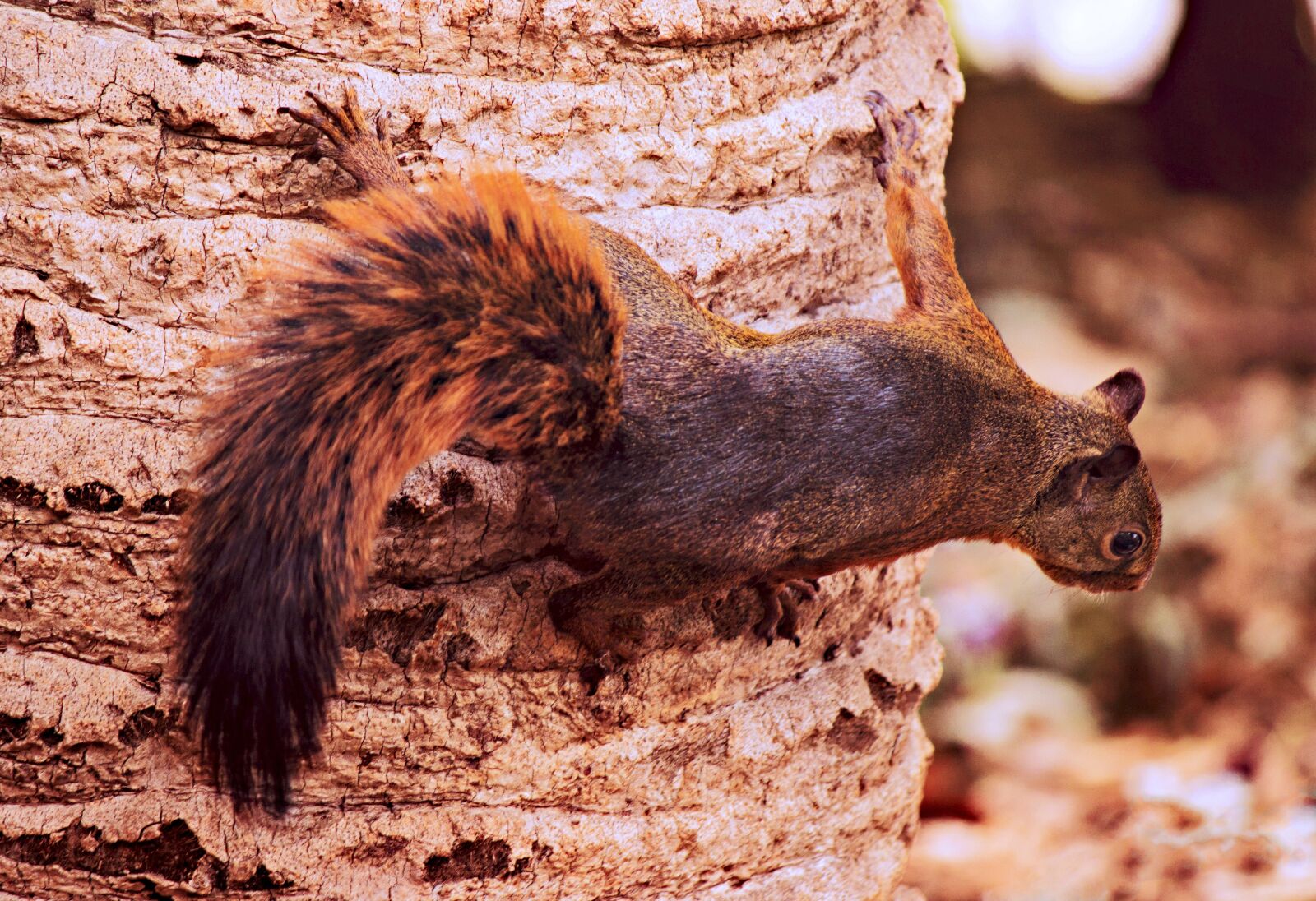 Canon EOS 600D (Rebel EOS T3i / EOS Kiss X5) sample photo. Squirrel, tree, animals photography