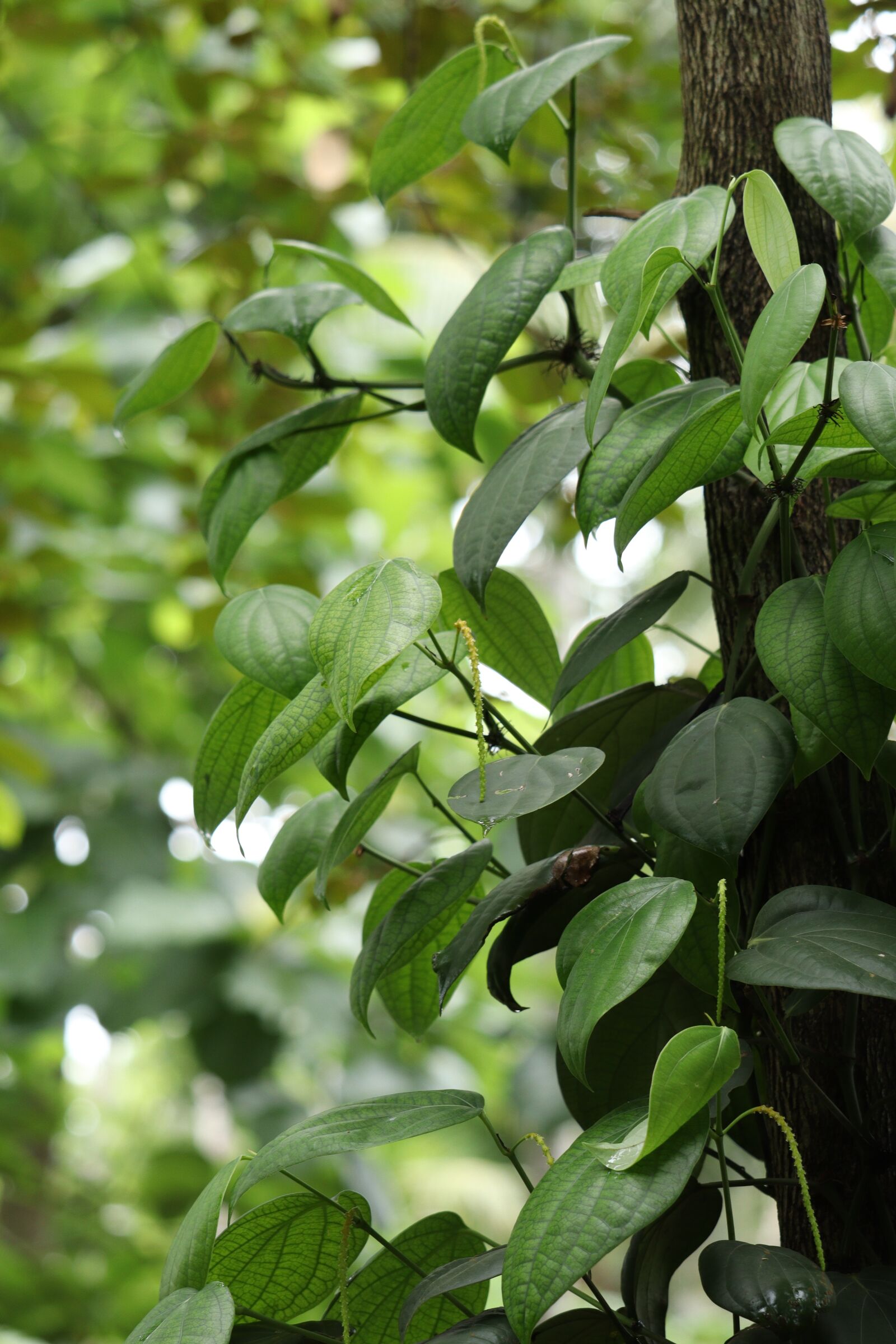 Canon EOS 250D (EOS Rebel SL3 / EOS Kiss X10 / EOS 200D II) sample photo. Leaf, nature, green photography