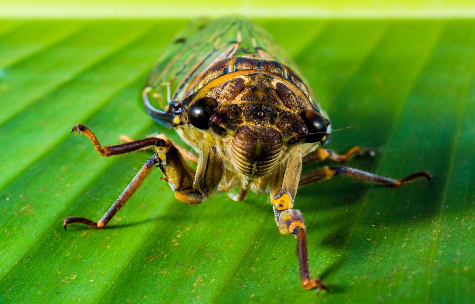 Nikon D5200 sample photo. Insect, new insect, whopper photography