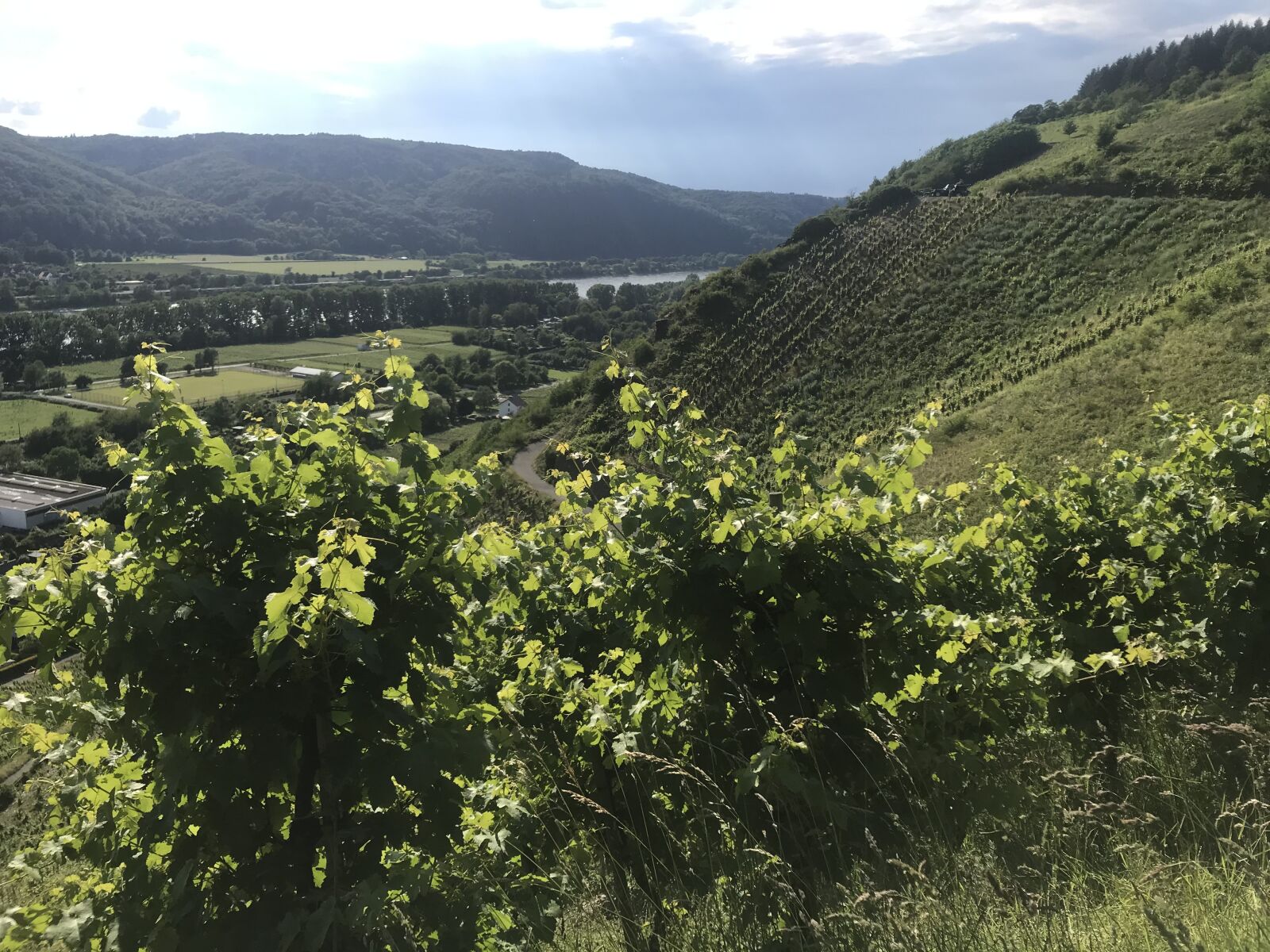 iPhone 7 back camera 3.99mm f/1.8 sample photo. Rhine, river, wine photography
