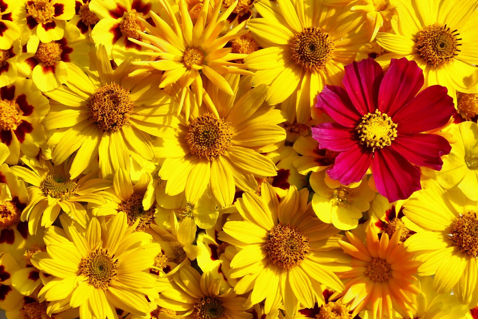 Canon EOS 1300D (EOS Rebel T6 / EOS Kiss X80) sample photo. Flowers, flora, summer photography