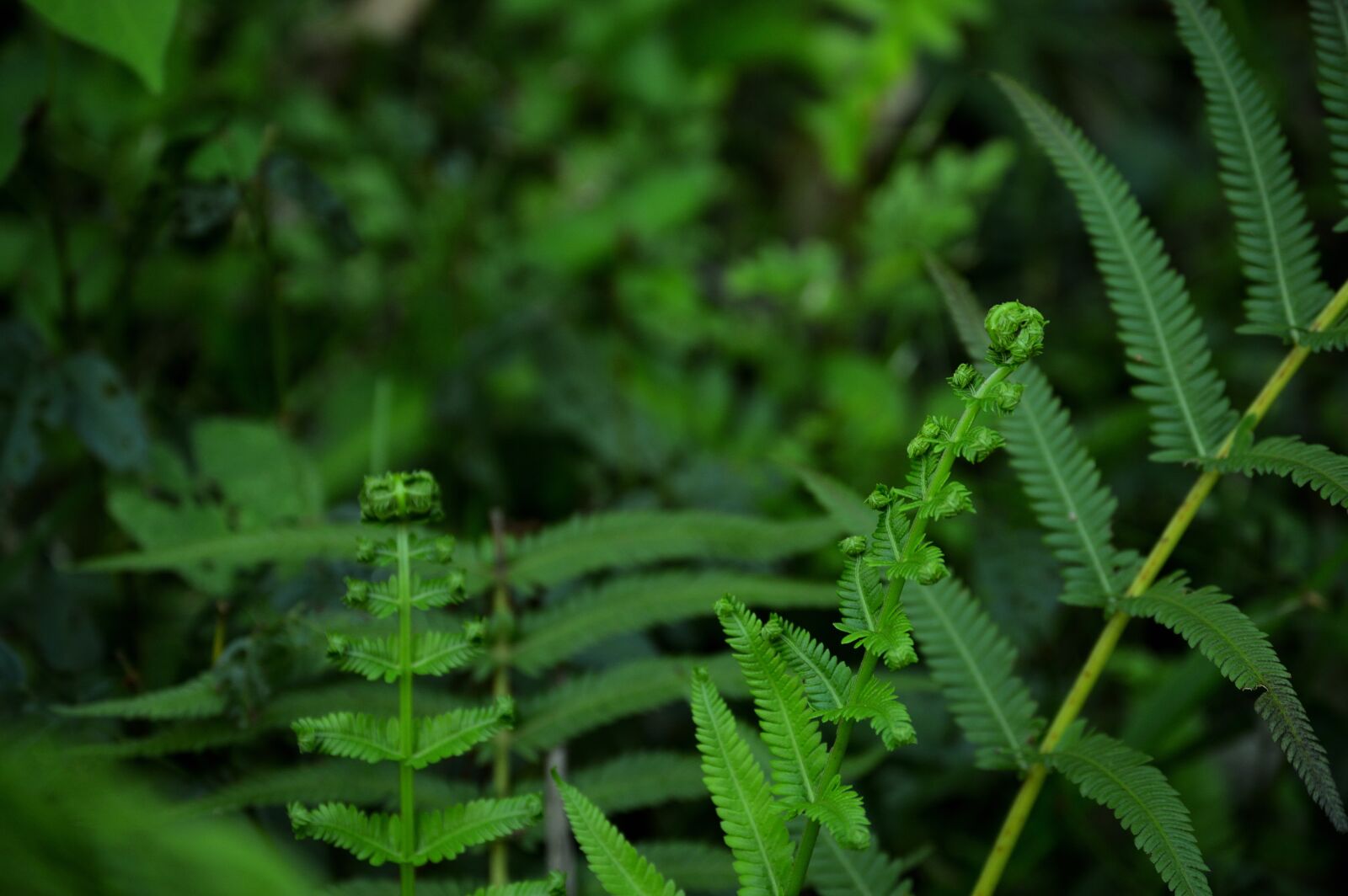 Nikon D3200 sample photo. Leaf, plant, green photography