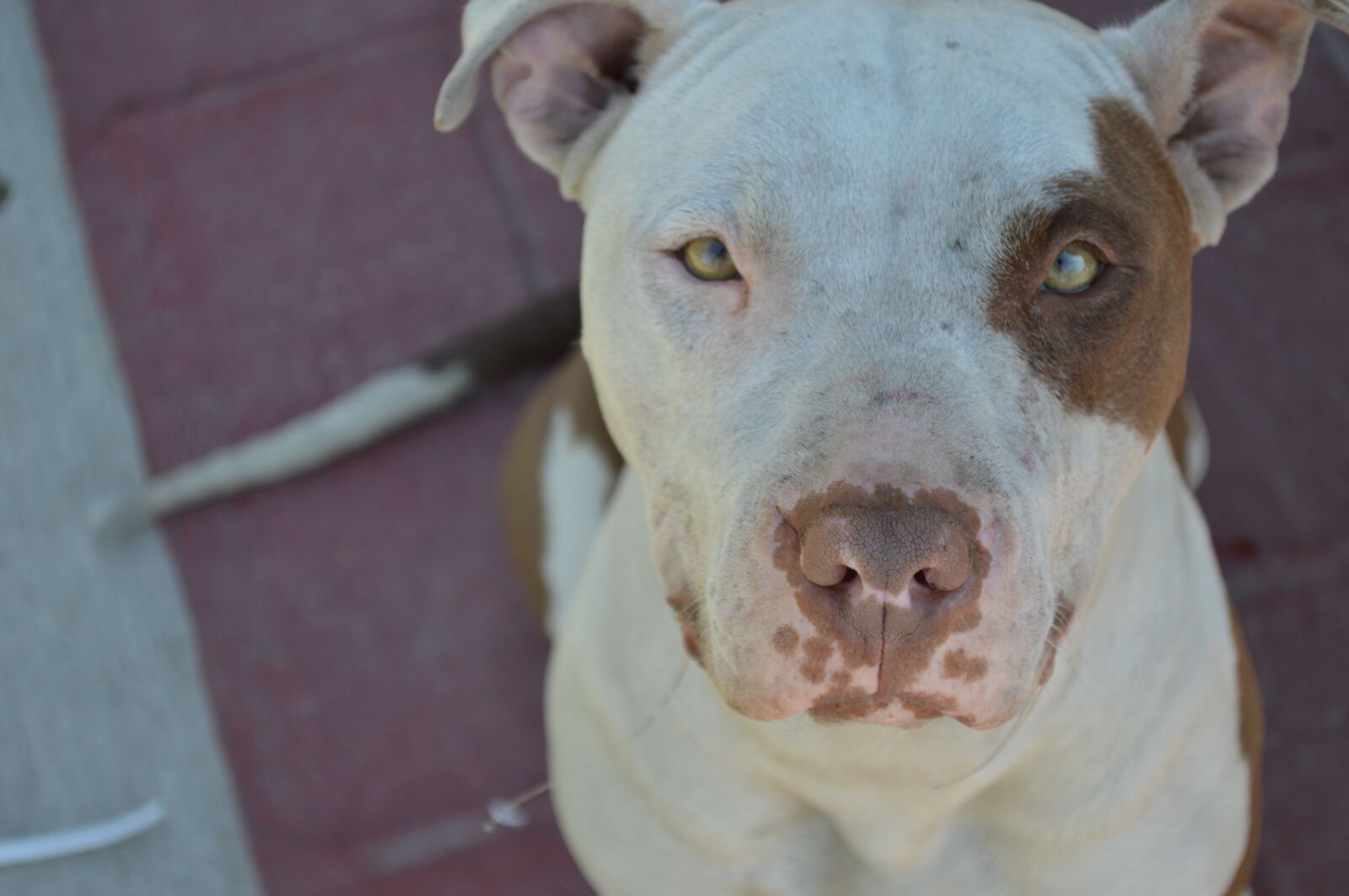 Nikon D3200 sample photo. Animal, dog, pets photography