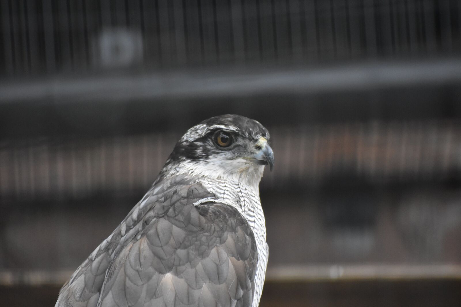 Nikon D5600 sample photo. Goshawk, animal, bird photography