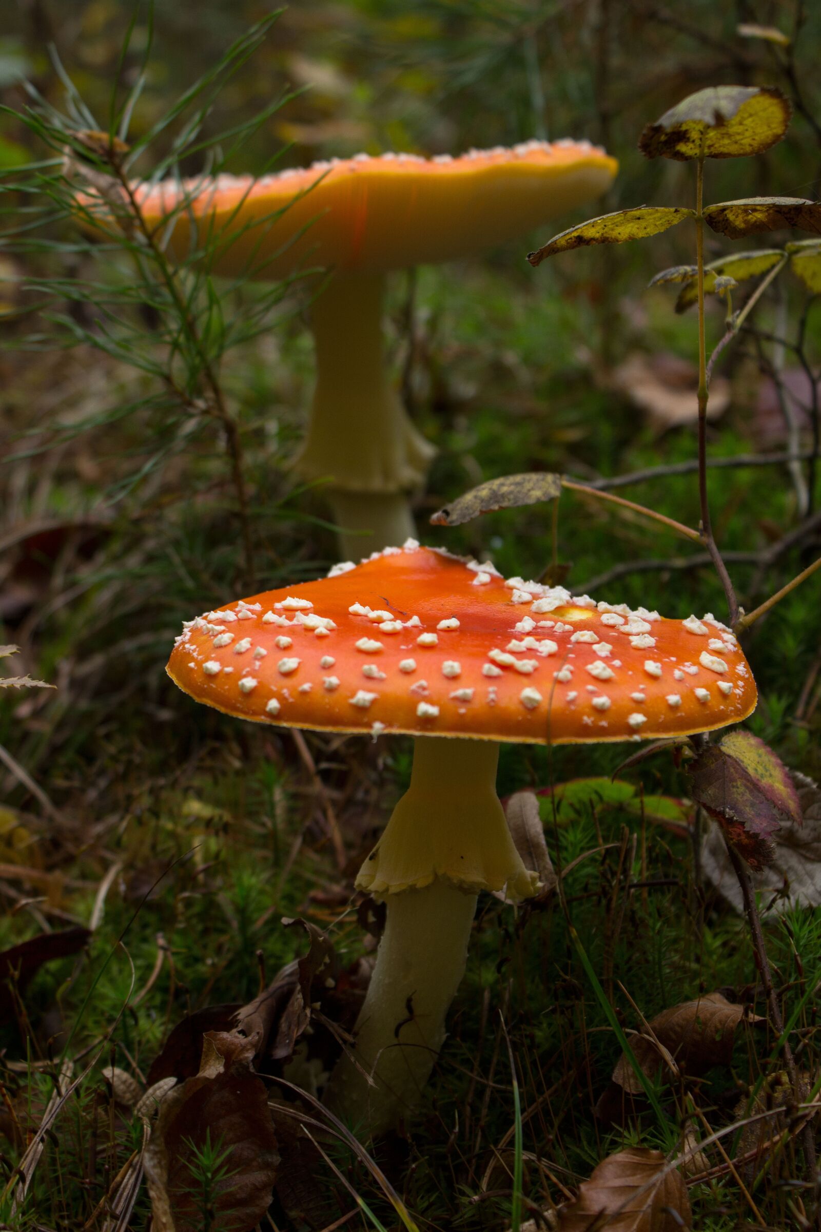 Canon EOS 600D (Rebel EOS T3i / EOS Kiss X5) sample photo. Fly agaric, mushroom, toxic photography