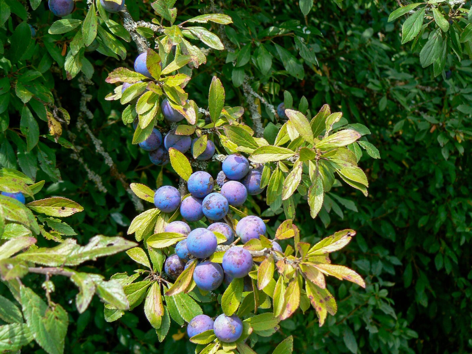 Panasonic DMC-FZ7 sample photo. Fruit, blueberry, black berries photography