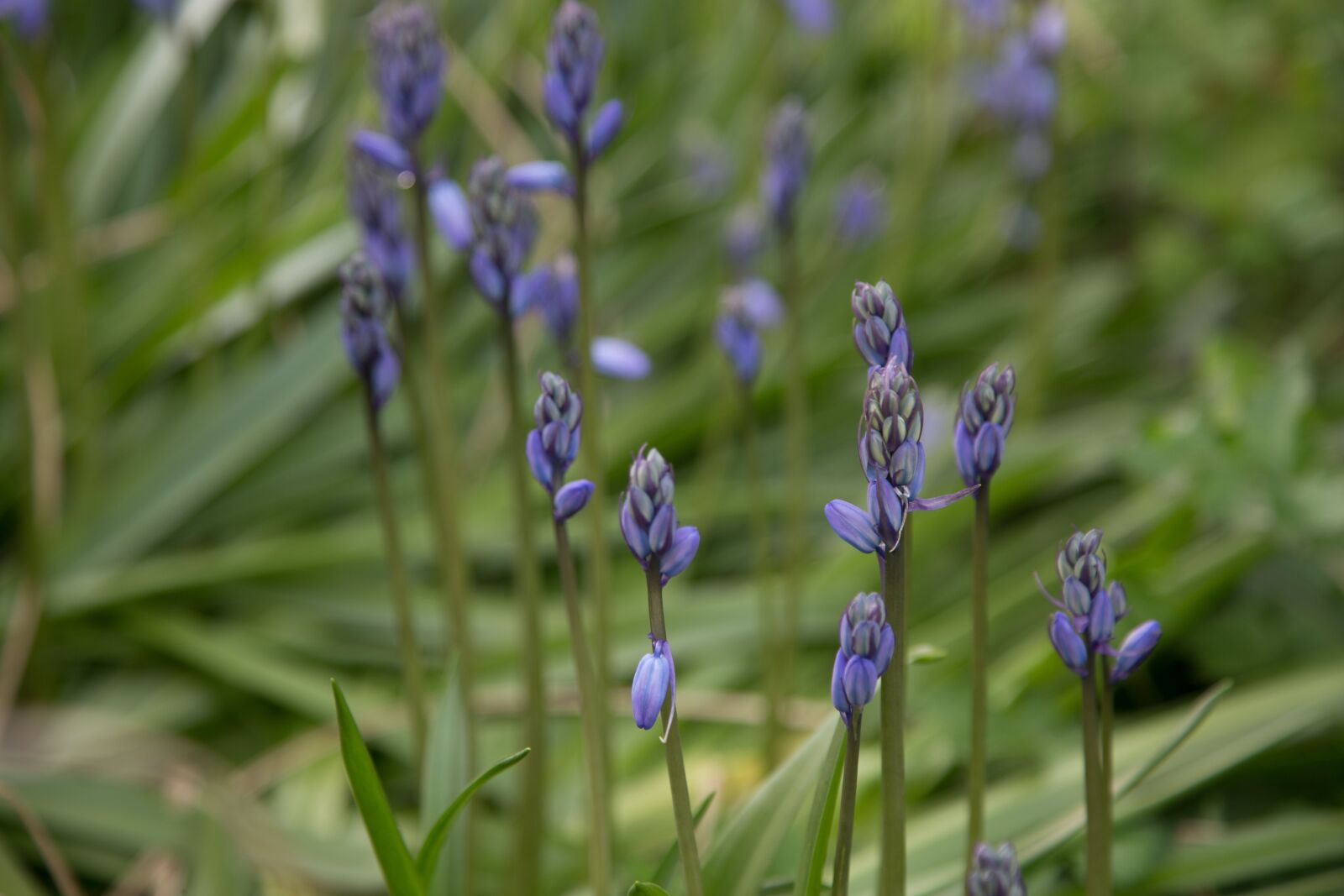Canon EOS 6D + Canon EF 24-105mm F4L IS USM sample photo. Flowers, garden, nature photography