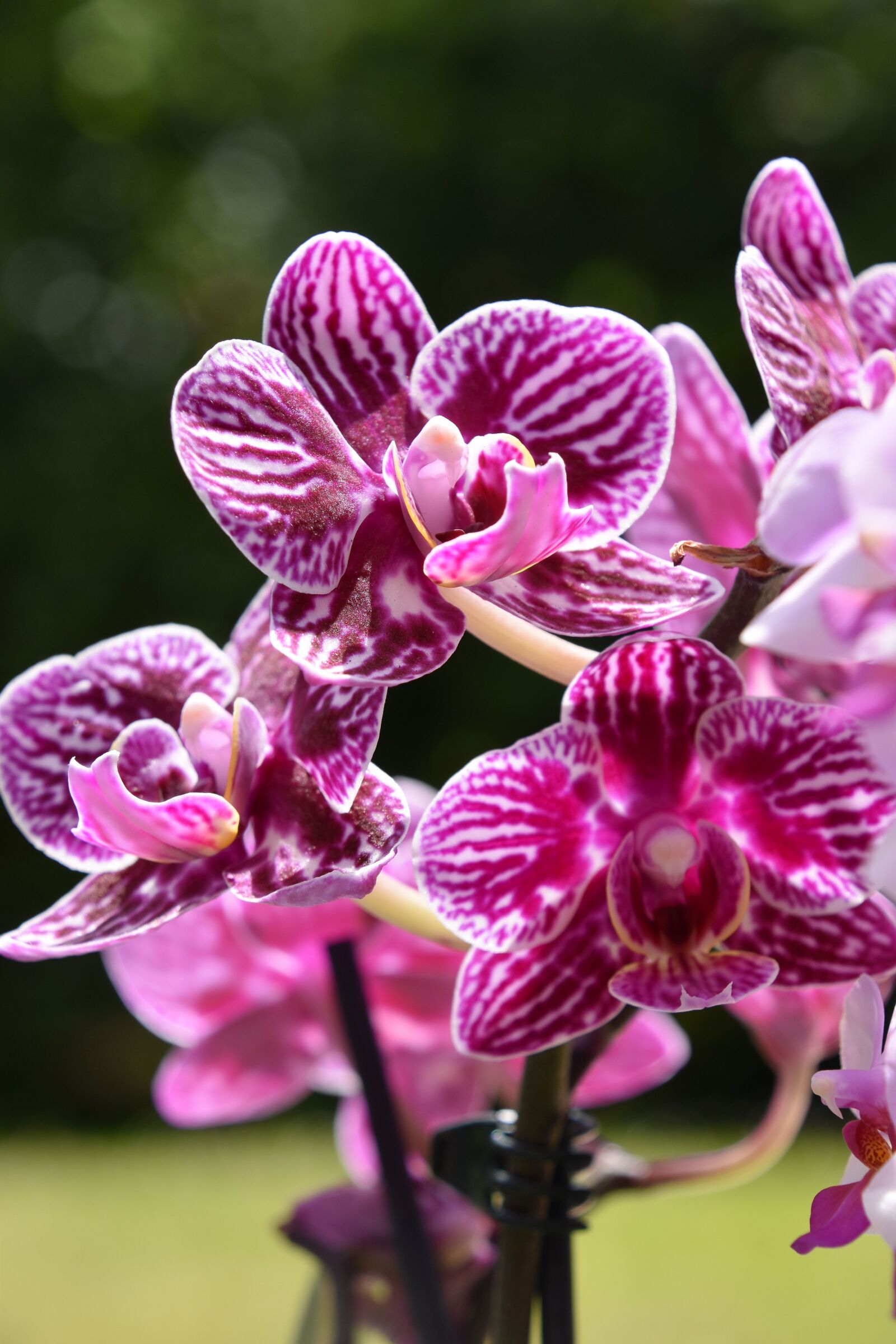 Nikon D5600 sample photo. Orchid, flower, nature photography