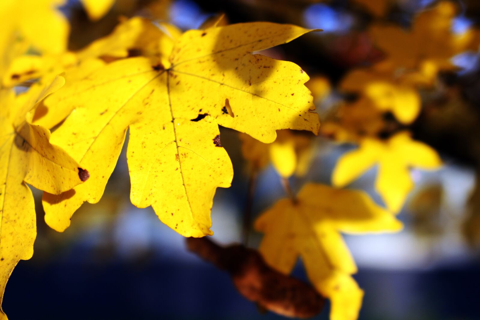 Canon EOS 700D (EOS Rebel T5i / EOS Kiss X7i) sample photo. Leaves, yellow, autumn photography