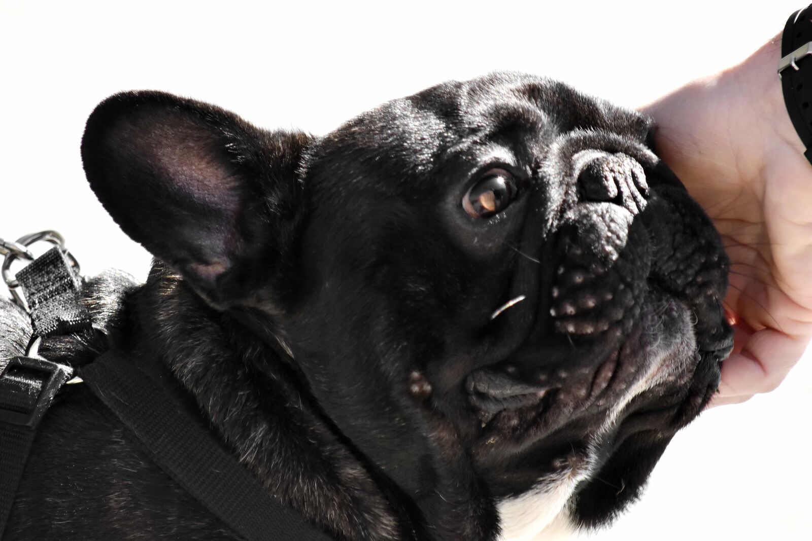 Nikon D5500 sample photo. Black, dog, hand, head photography