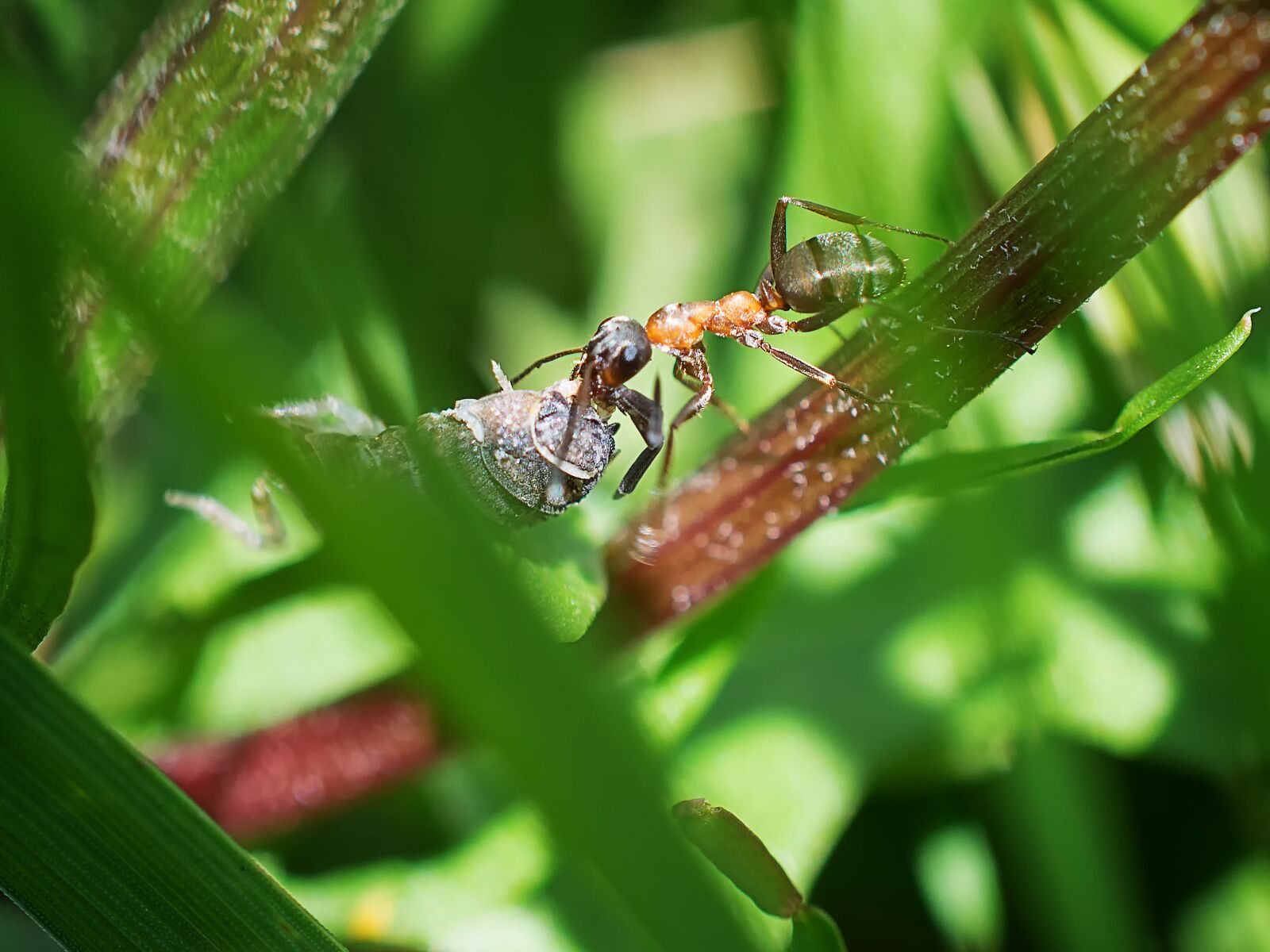 Nikon D3300 sample photo. Insect, beetle, animal world photography