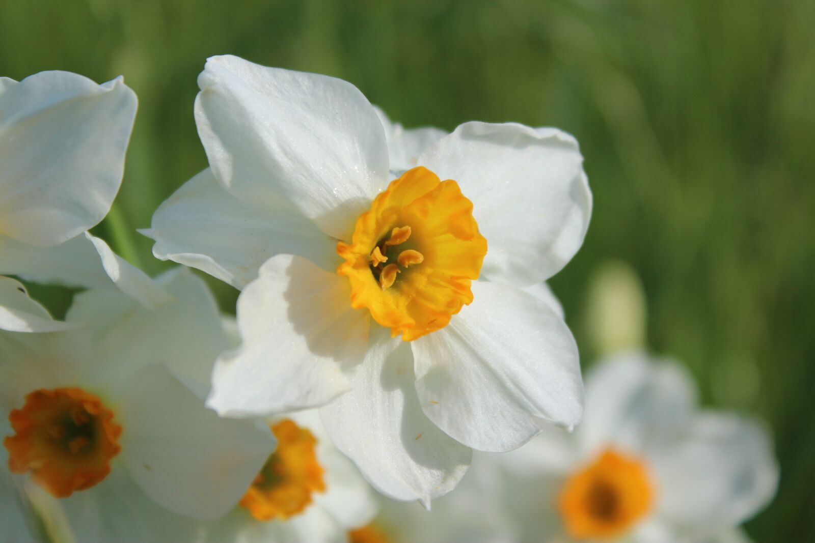 Canon EOS 600D (Rebel EOS T3i / EOS Kiss X5) sample photo. Flower, daisy, petals photography