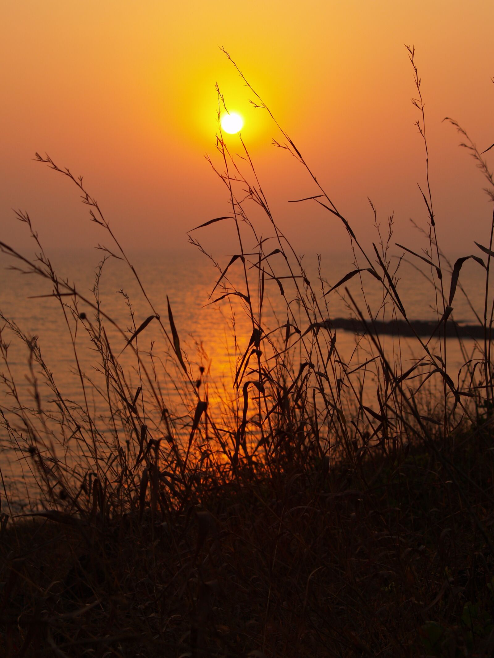 Olympus E-500 (EVOLT E-500) sample photo. Sunset, india, wild grass photography