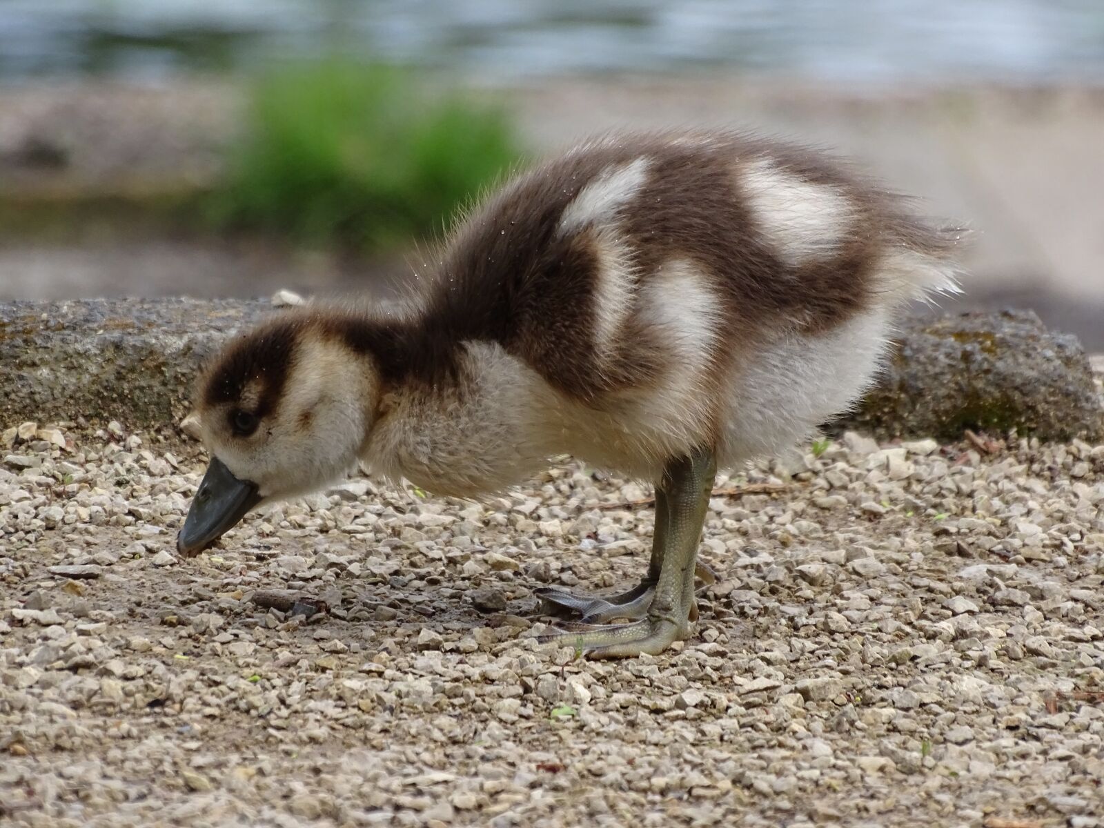Sony Cyber-shot DSC-HX400V sample photo. Goose, nilgans, chicks photography