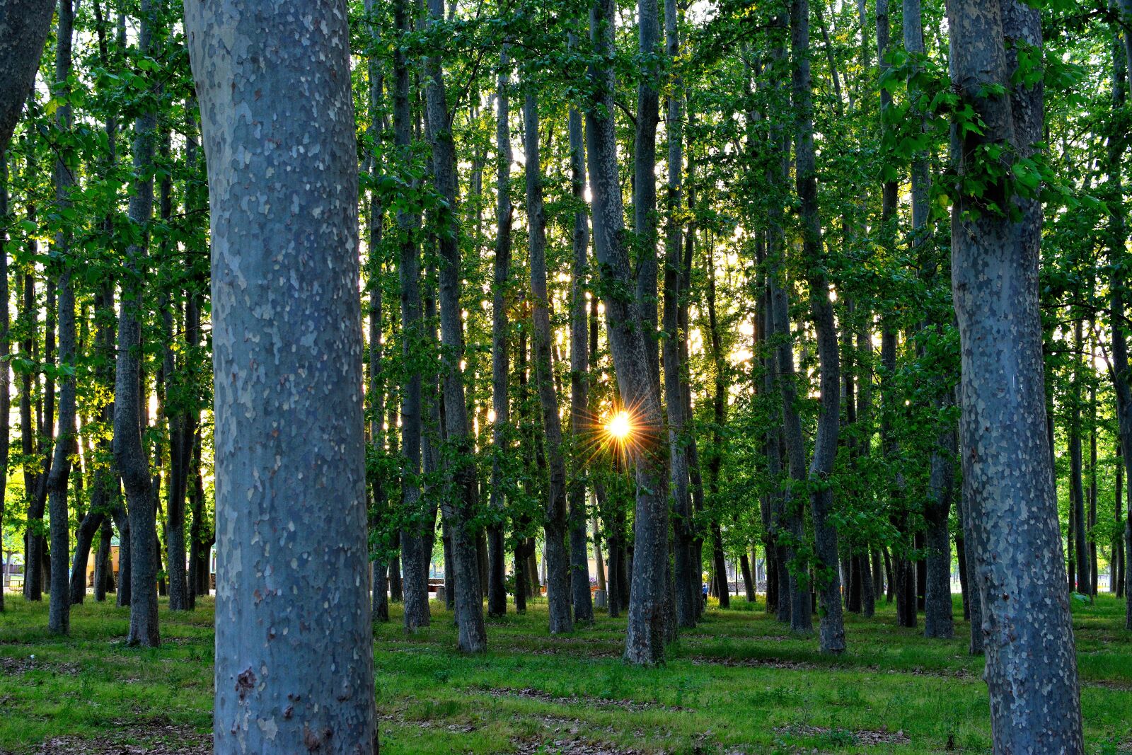 Nikon D5600 sample photo. Nature, relax, sunset photography