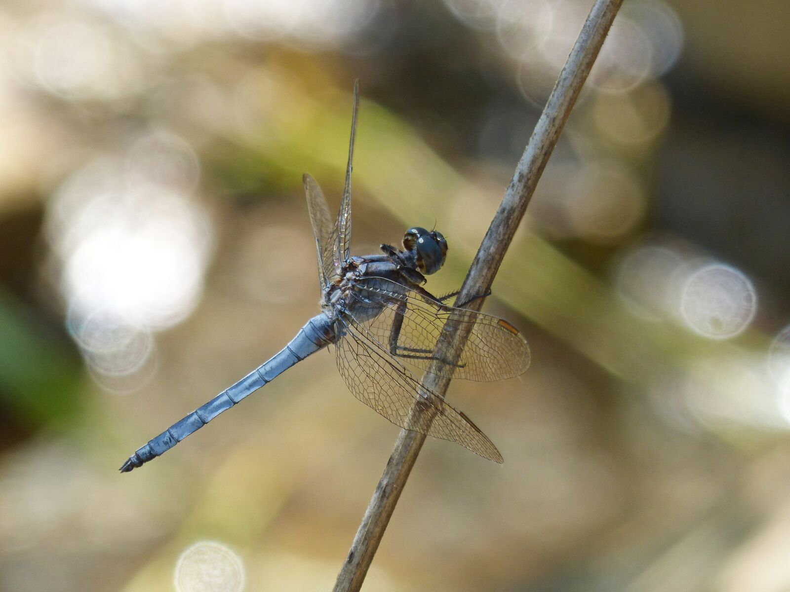 Panasonic DMC-FZ62 sample photo. Blue dragonfly, dragonfly, orthetrum photography