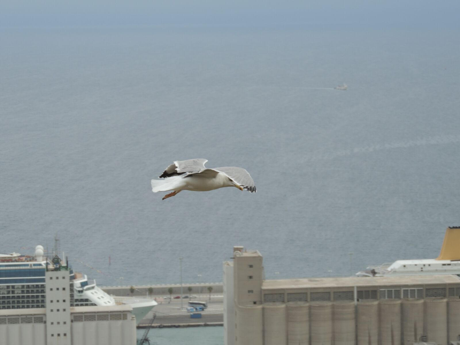 Nikon Coolpix P510 sample photo. Seagull, sea, flight photography