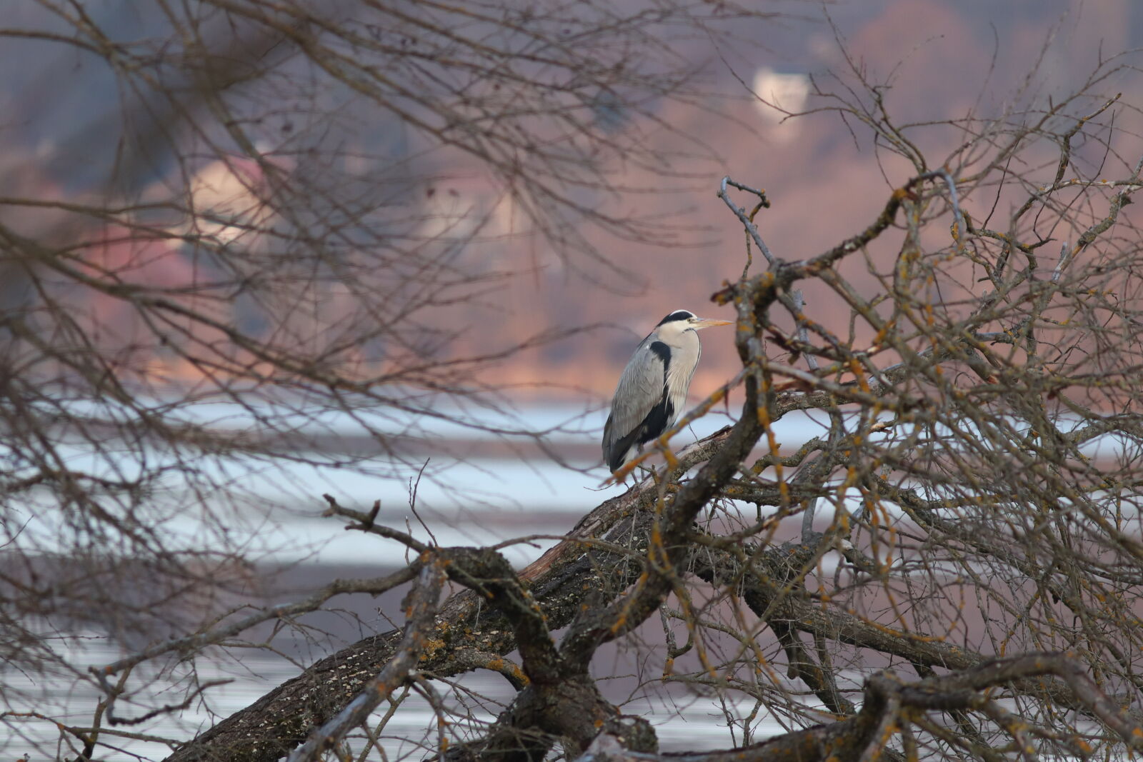 Canon EF 300mm F4L IS USM sample photo