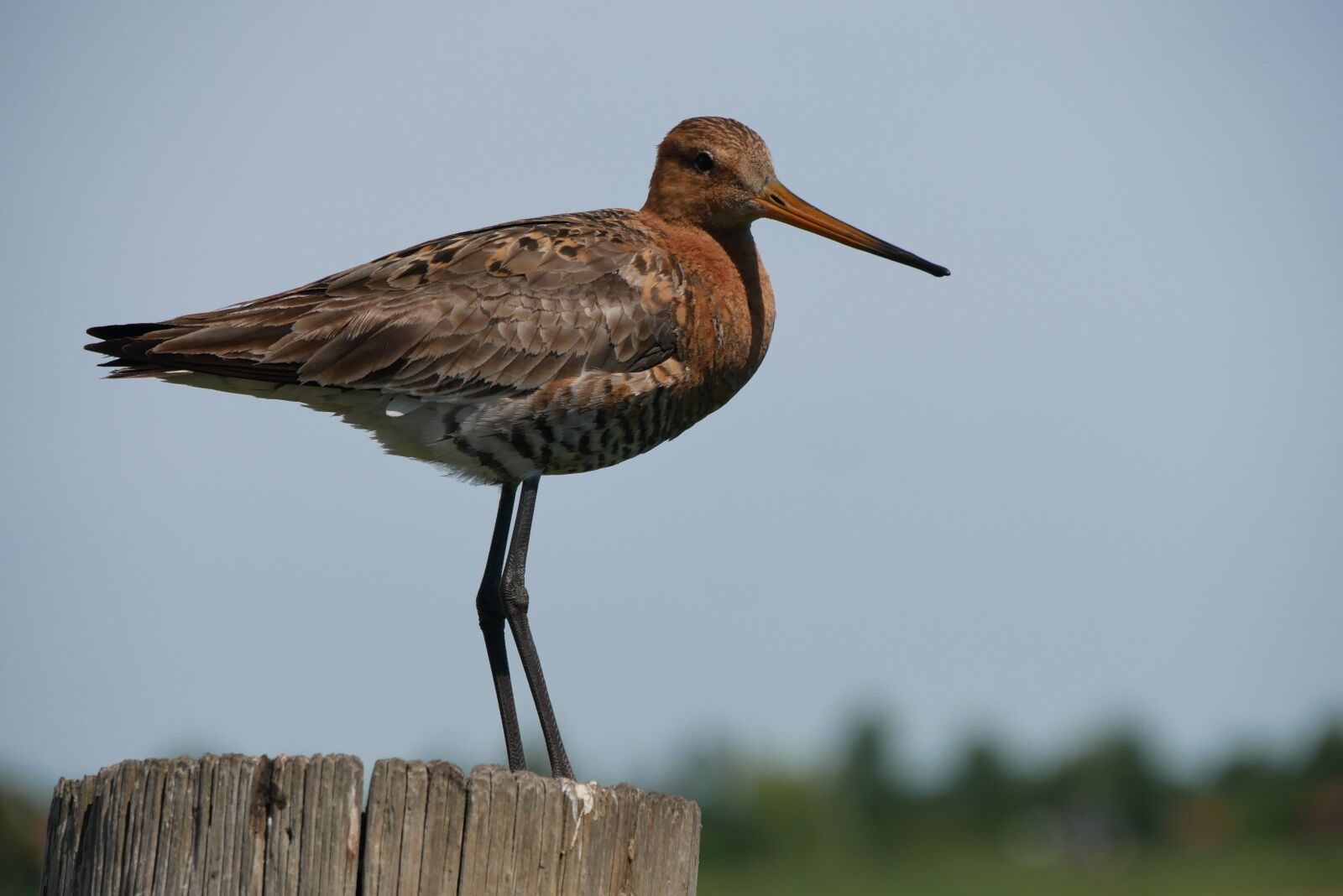 Panasonic Lumix DMC-G85 (Lumix DMC-G80) sample photo. Bird, netherlands, nature photography