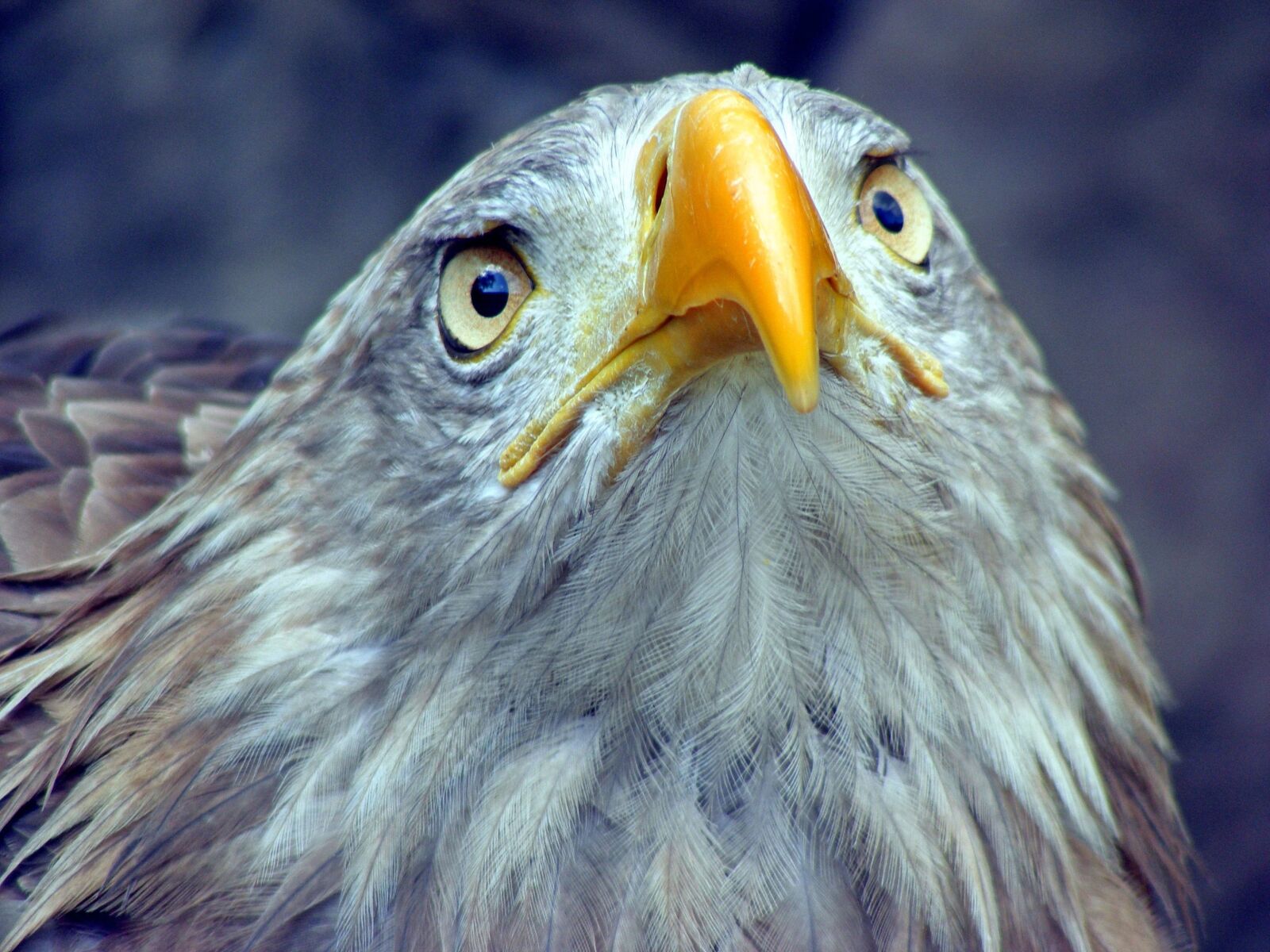 Fujifilm FinePix S5700 S700 sample photo. Bird, animal world, feather photography